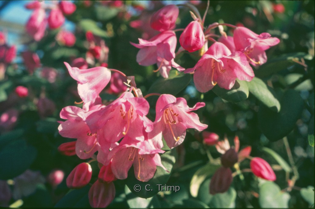 Rhododendron 'Temple Belle'