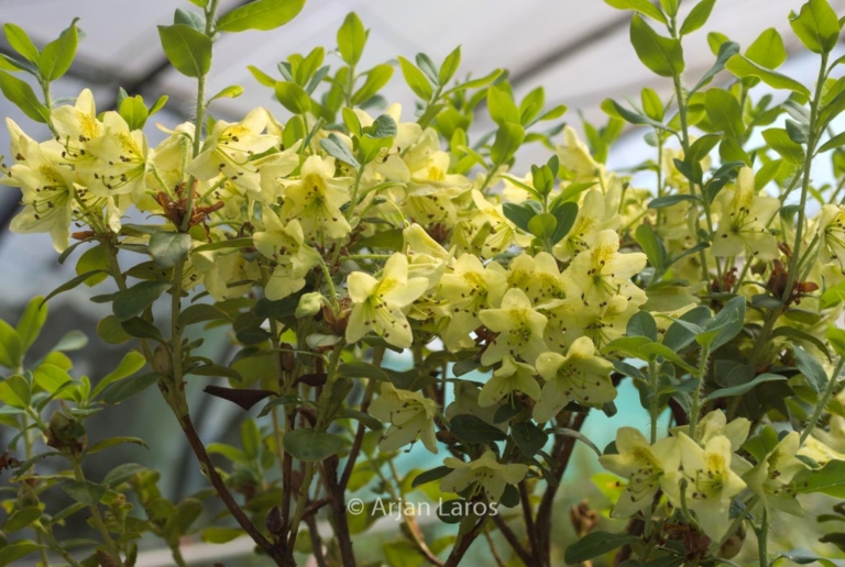 Rhododendron viridescens 'Doshong La'