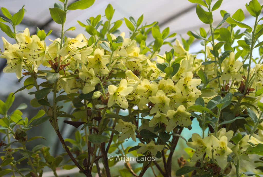 Rhododendron viridescens 'Doshong La'