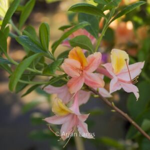 Rhododendron 'Volcano' (Azalea)