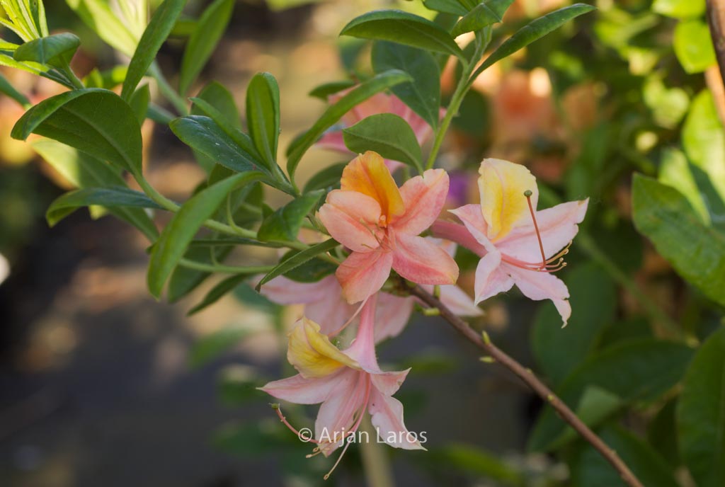 Rhododendron 'Volcano' (Azalea)