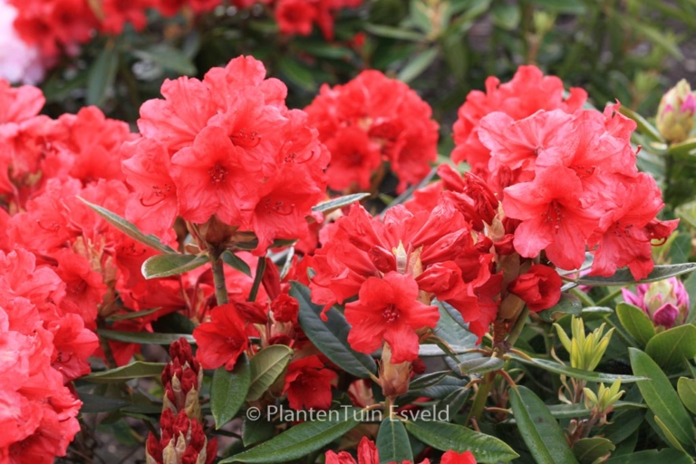 Rhododendron 'Vulcan's Flame'