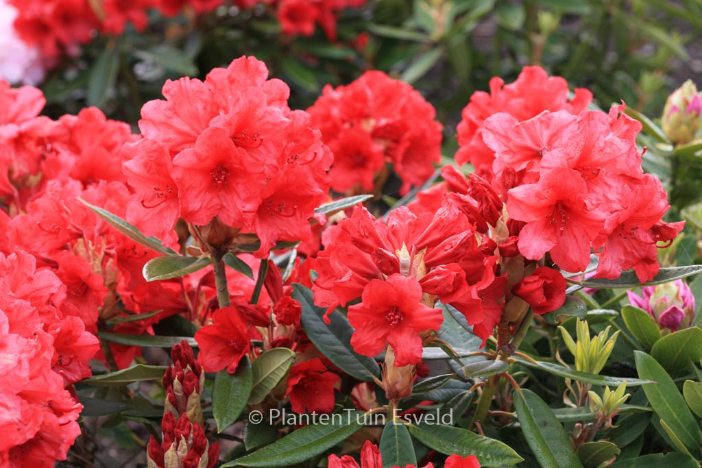 Rhododendron 'Vulcan's Flame'