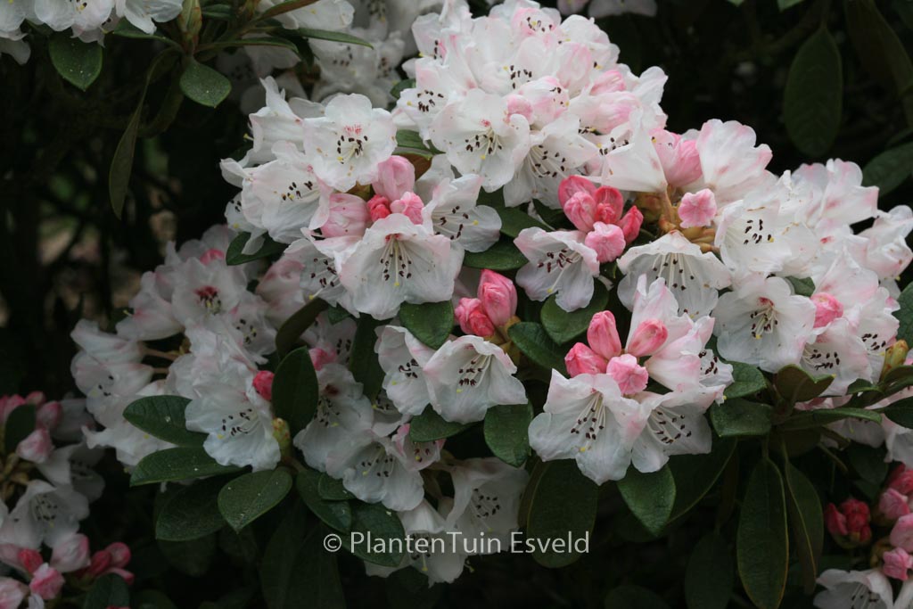 Rhododendron wiltonii