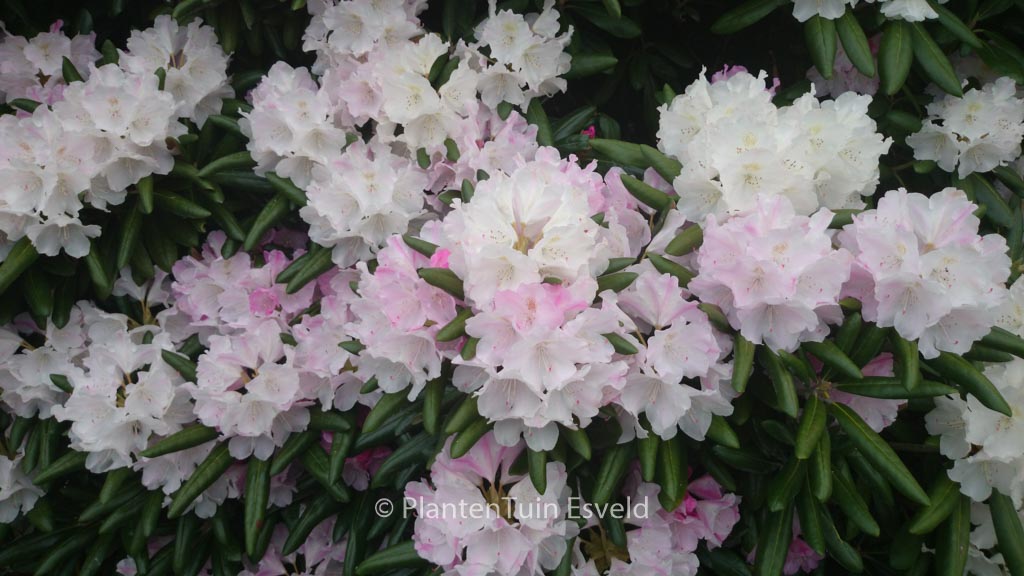 Rhododendron 'Yaku Angel'