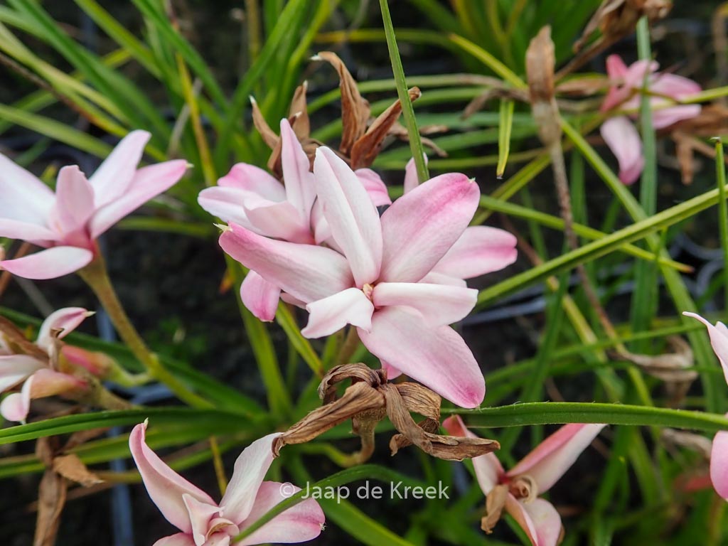 Rhodohypoxis 'Stella'