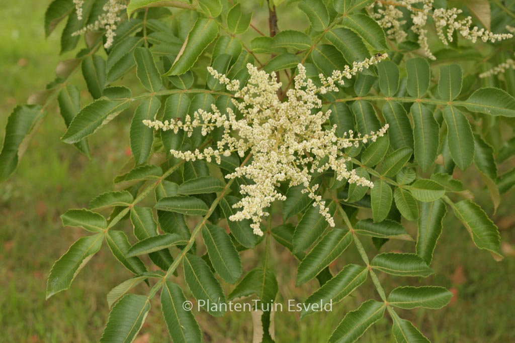 Rhus chinensis