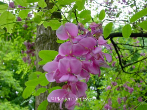 Robinia margaretta 'Pink Cascade' (CASQUE ROUGE)