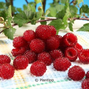 Rubus idaeus 'Hararasp' (RASPBEARY)