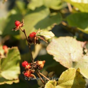 Rubus irenaeus