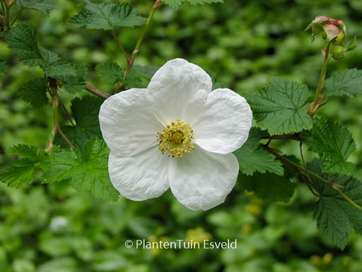 Rubus tridel 'Benenden'