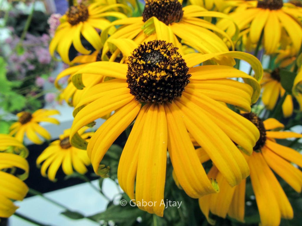 Rudbeckia fulgida 'City Garden'