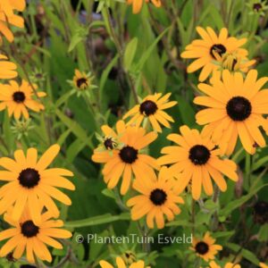 Rudbeckia fulgida var. speciosa