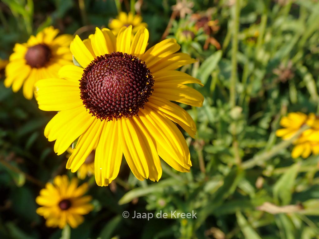 Rudbeckia fulgida 'Viette's Little Suzy'