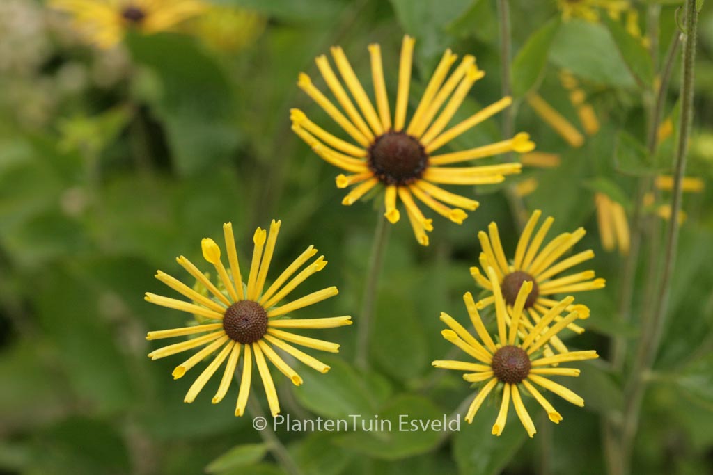 Rudbeckia subtomentosa 'Henry Eilers'