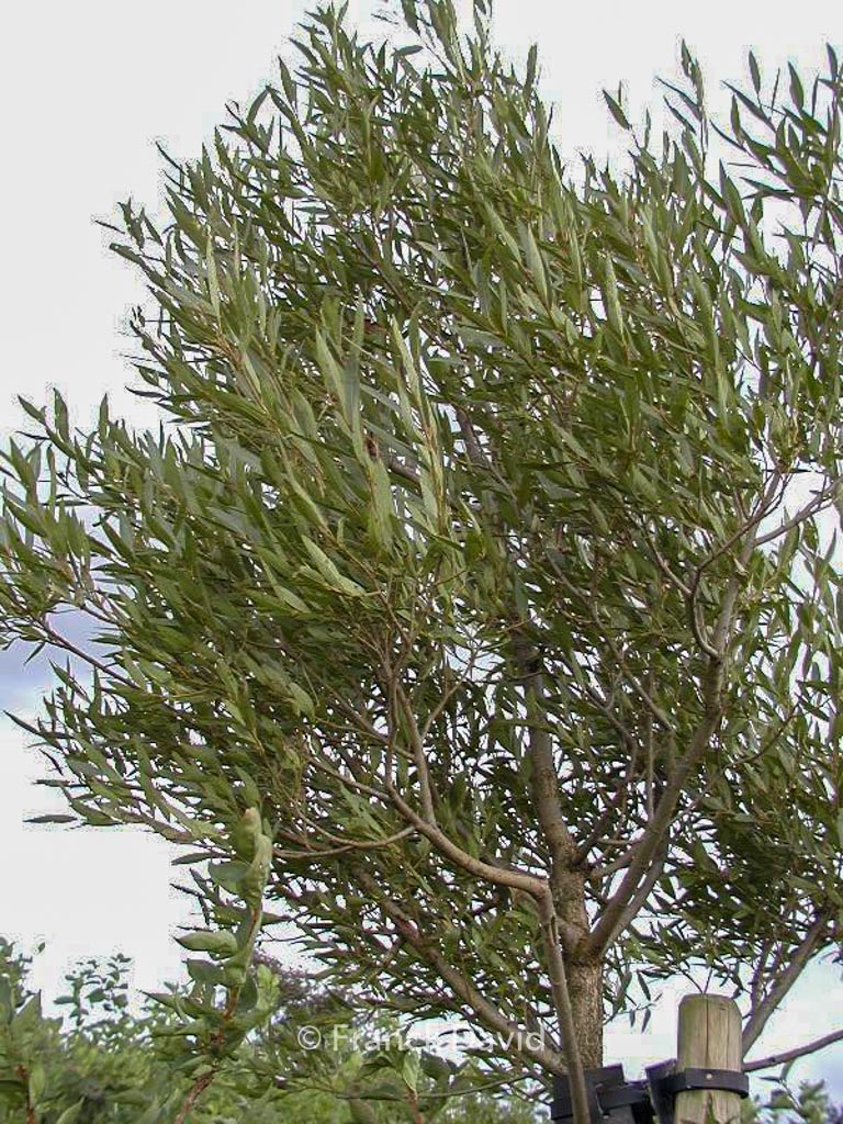 Salix fragilis 'Bullata'
