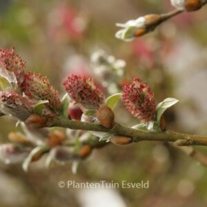 Salix helvetica