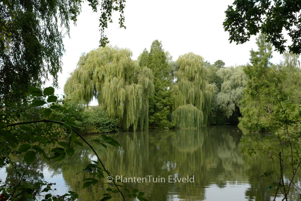 Salix sepulcralis 'Chrysocoma'