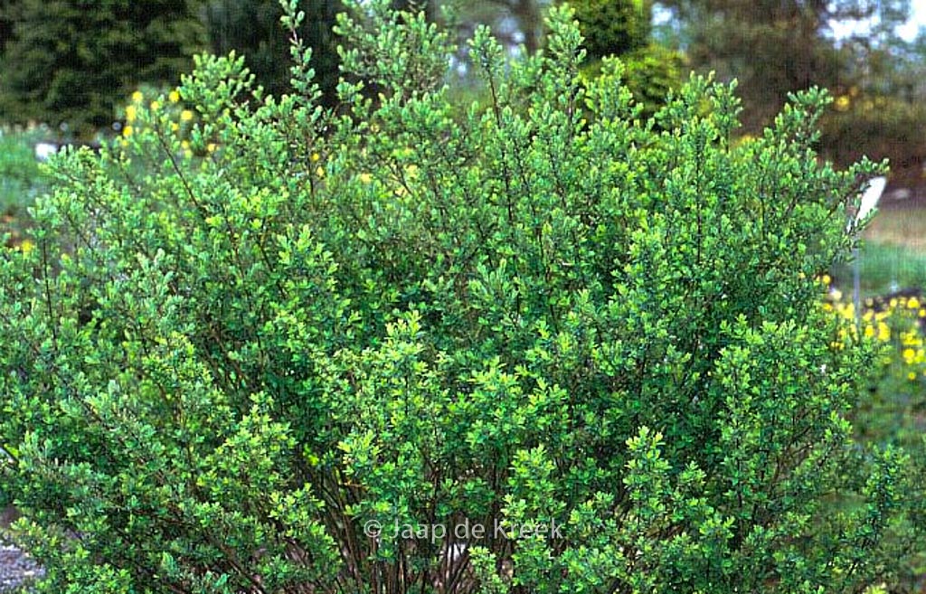 Salix simulatrix
