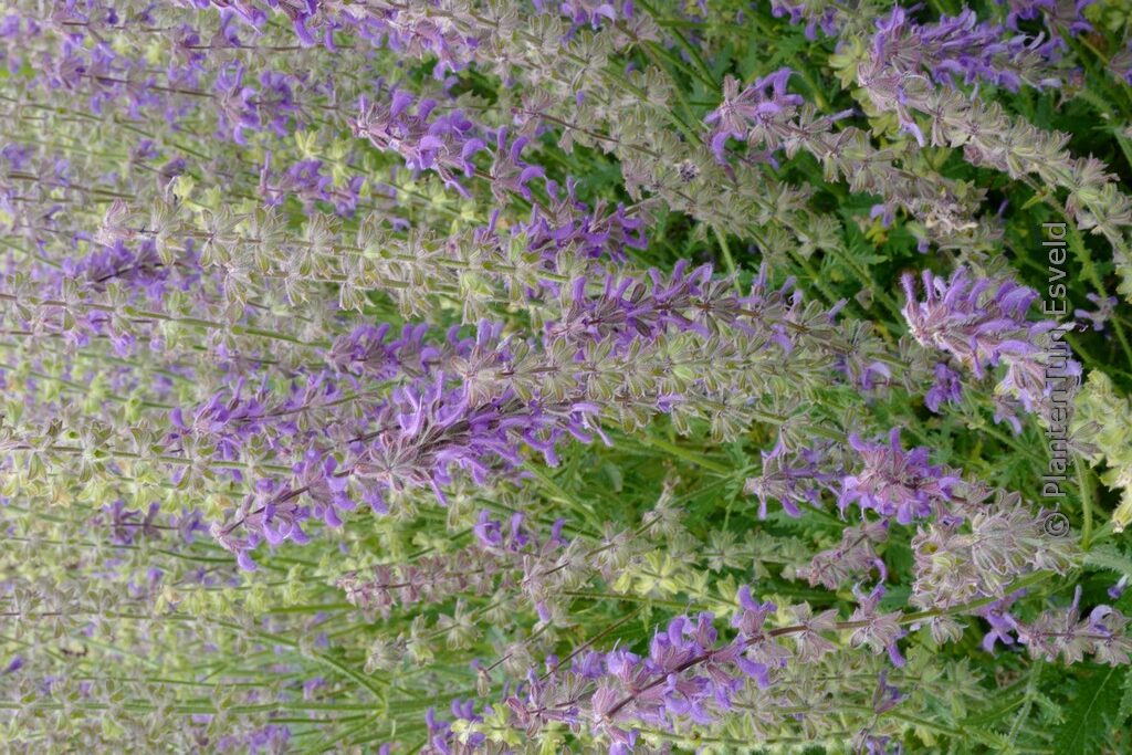 Salvia 'Bocofpea' (Feathers Peacock)