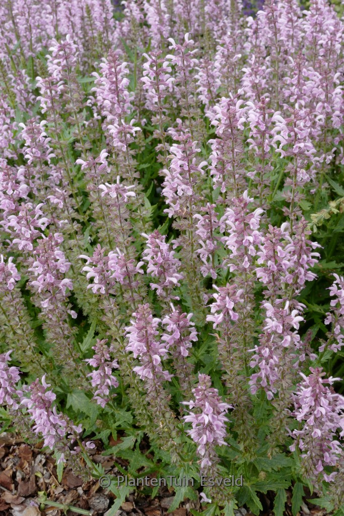 Salvia 'Feathers Flamingo'
