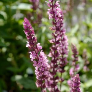 Salvia nemorosa 'Caradonna Pink Inspiration'