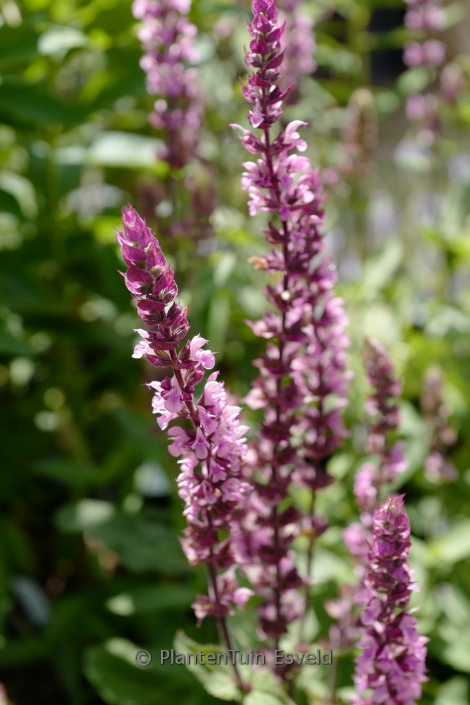 Salvia nemorosa 'Caradonna Pink Inspiration'