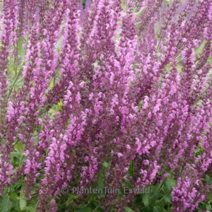 Salvia nemorosa 'Pink Beauty'