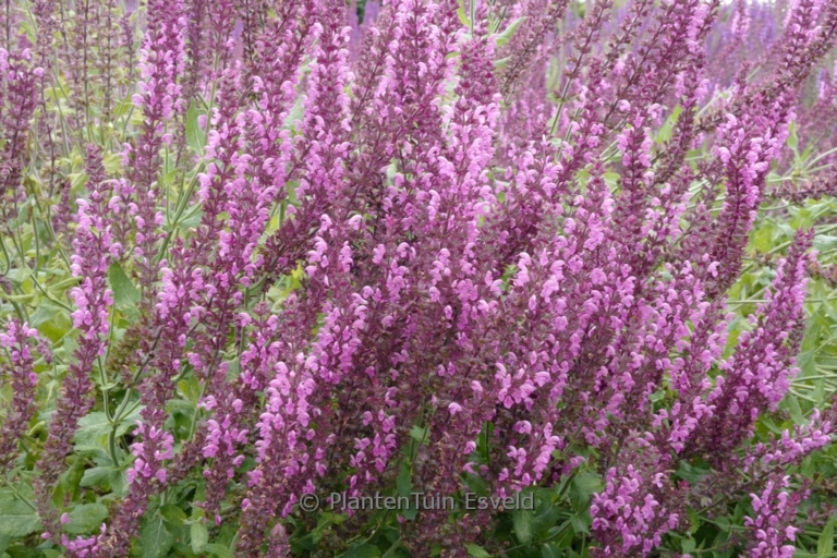 Salvia nemorosa 'Pink Beauty'