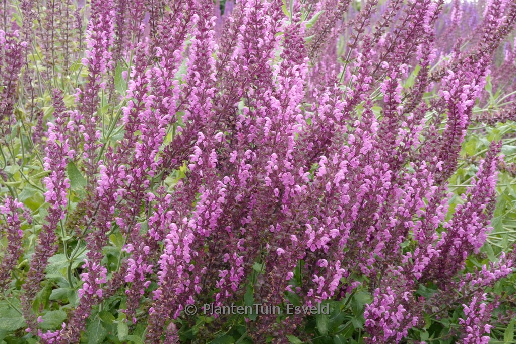 Salvia nemorosa 'Pink Beauty'