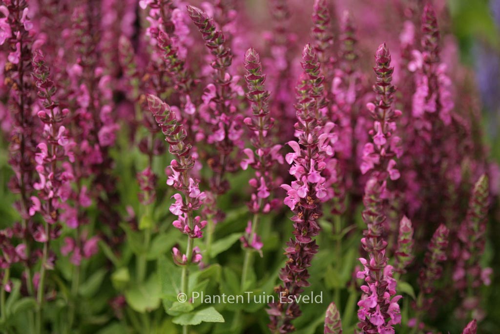 Salvia nemorosa 'Sensation Compact Bright Rose'