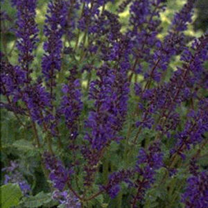 Salvia nemorosa 'Viola Klose'