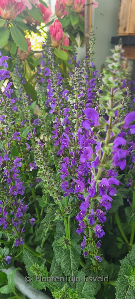 Salvia pratensis 'Fashionista Midnight Model'