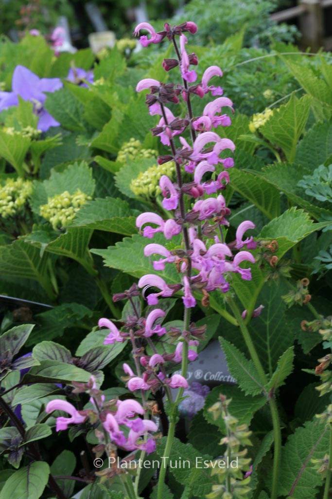 Salvia pratensis 'Pink Delight'