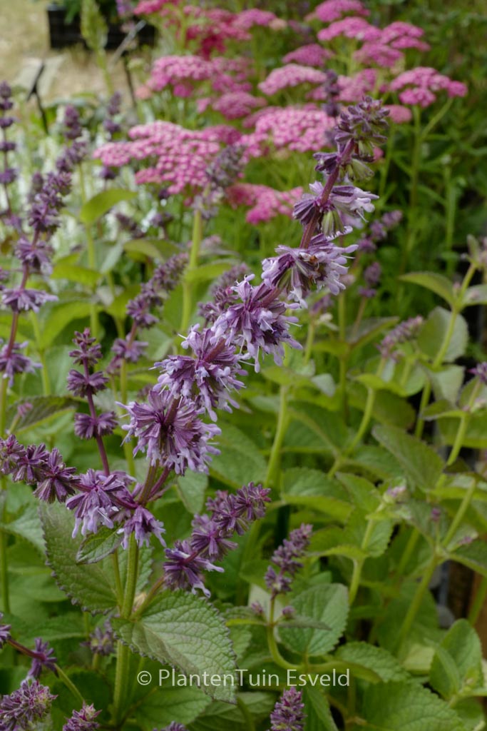 Salvia verticillata 'Hannay's Blue'