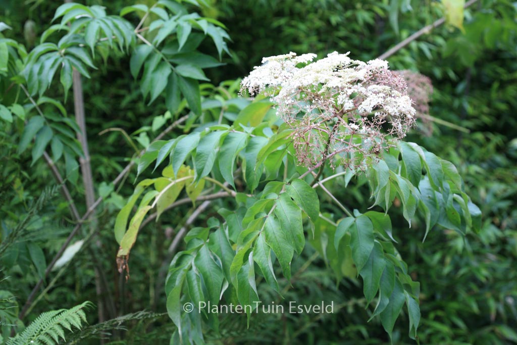 Sambucus canadensis 'Maxima'