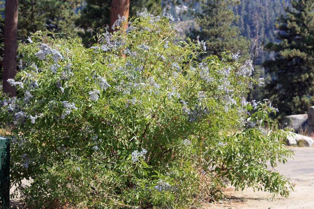 Sambucus canadensis