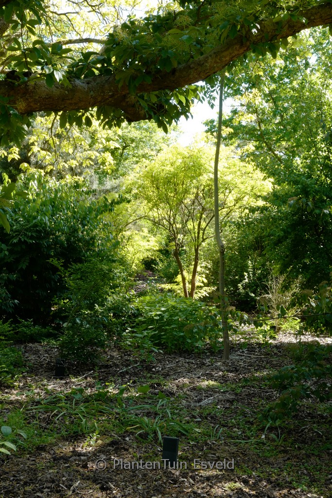 Sambucus racemosa 'Plumosa Aurea'