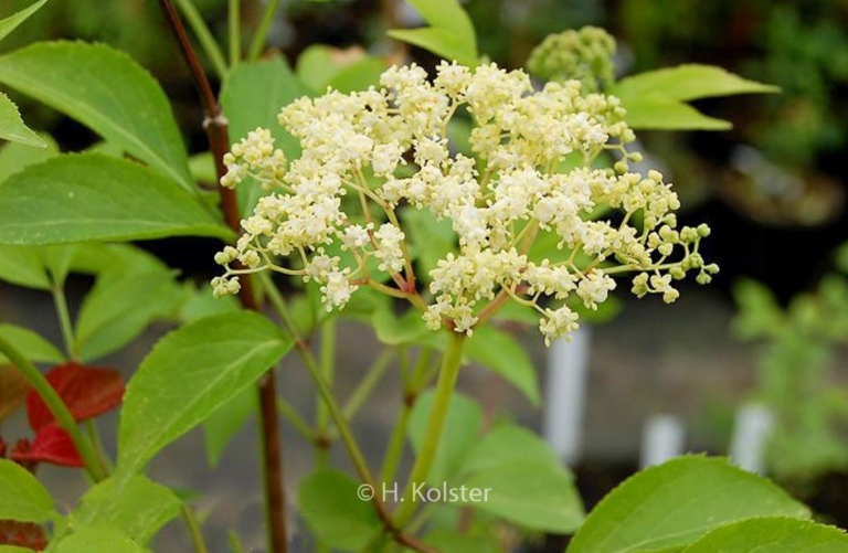 Sambucus williamsii