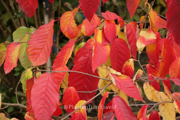 Neoshirakea japonica