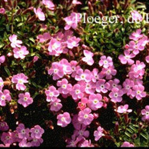 Saponaria 'Bressingham'