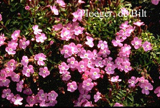 Saponaria 'Bressingham'