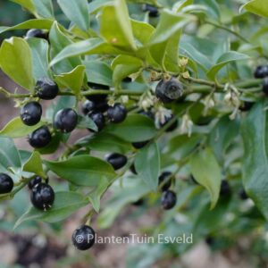 Sarcococca hookeriana 'Crug Farm'