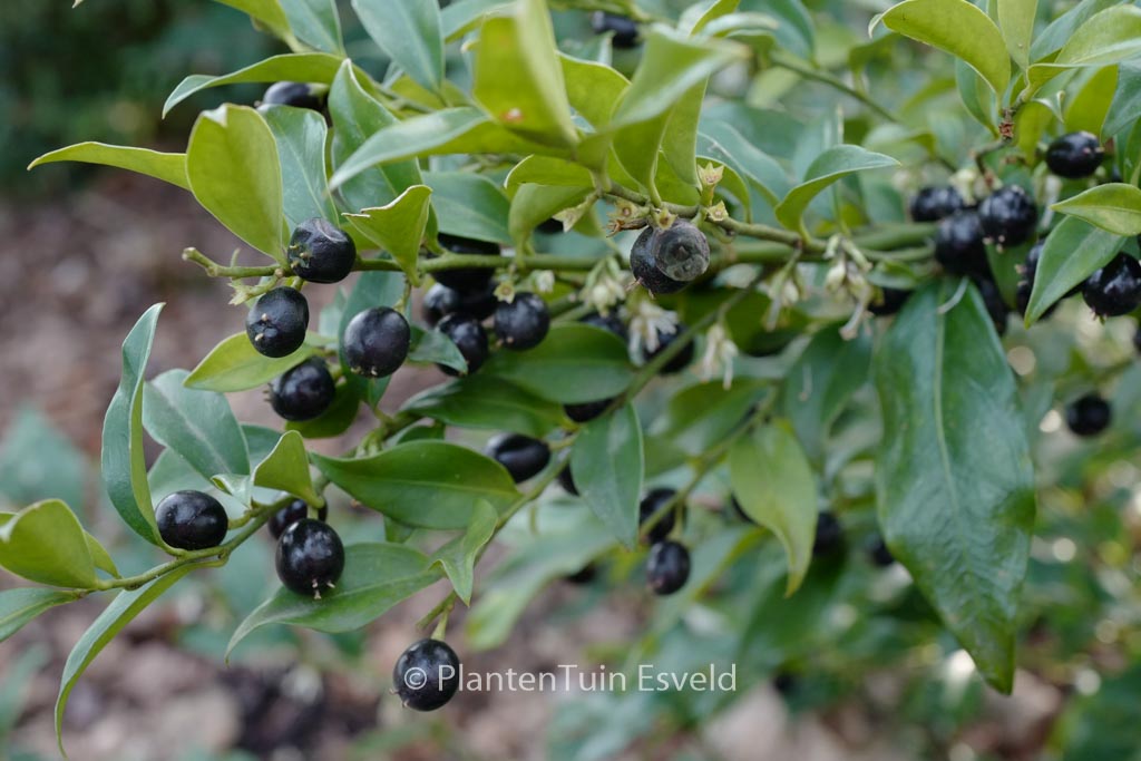 Sarcococca hookeriana 'Crug Farm'