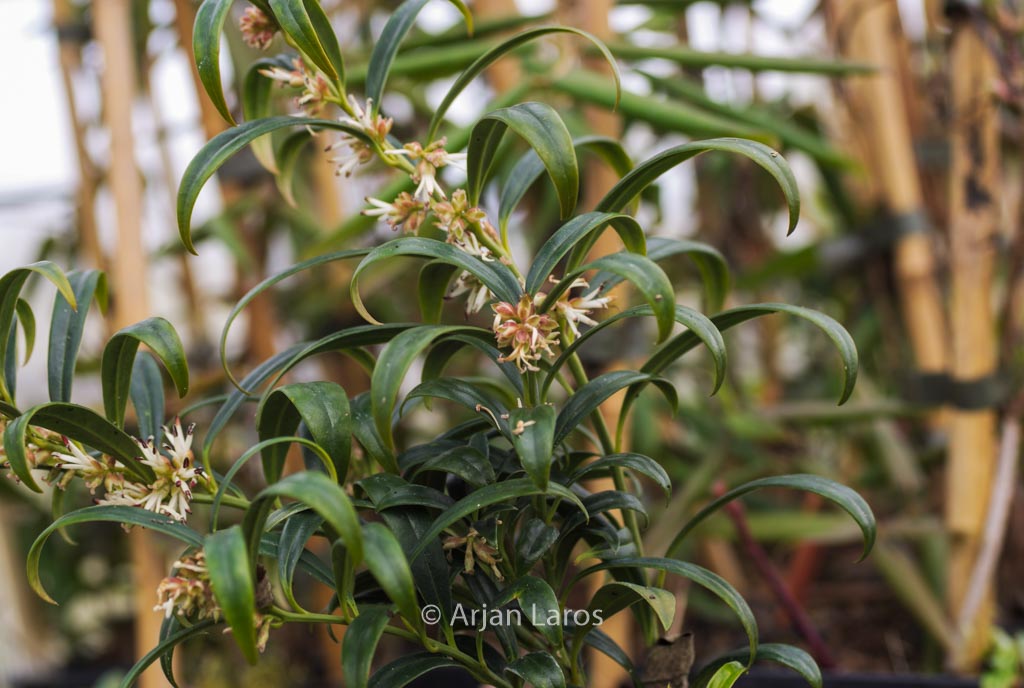 Sarcococca hookeriana 'Ghorepani'