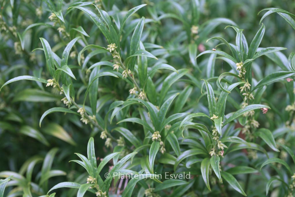 Sarcococca hookeriana 'Schillingii'