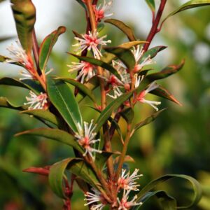 Sarcococca orientalis