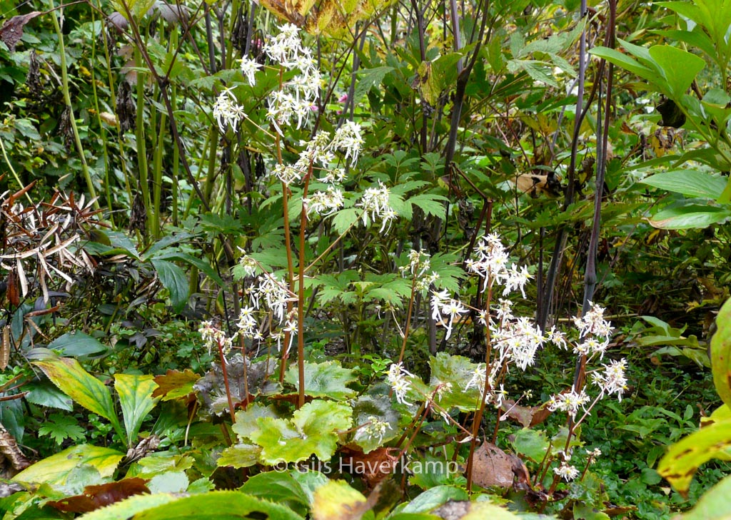 Saxifraga cortusifolia var. fortunei