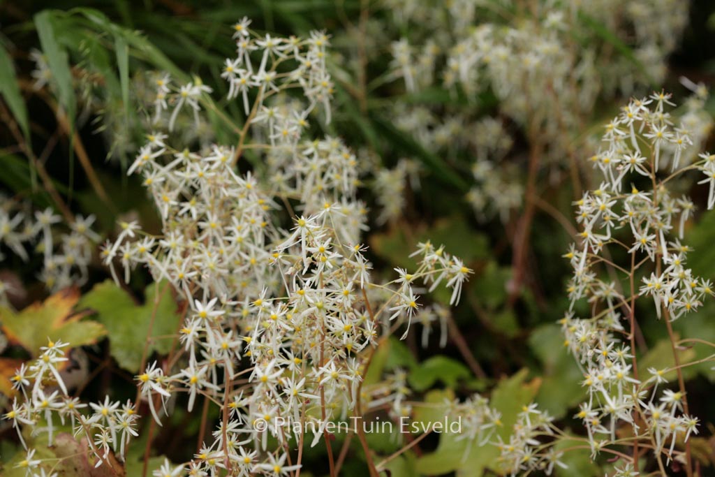 Saxifraga cortusifolia 'Wada'
