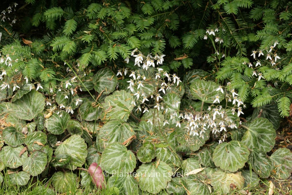 Saxifraga stolonifera